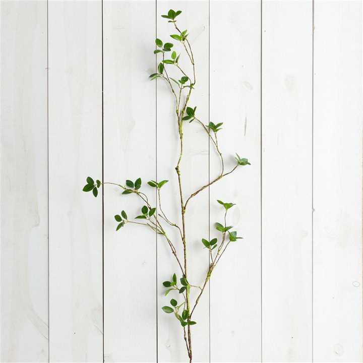 Branch - Lemon Leaf