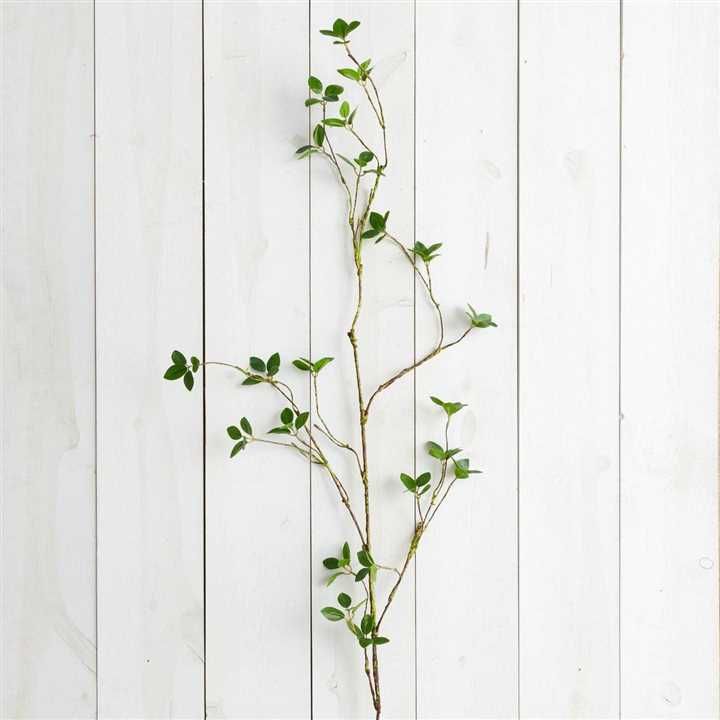 Branch - Lemon Leaf