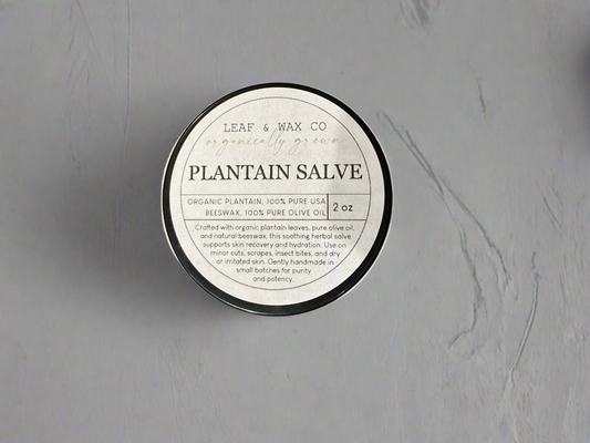 Plantain Salve